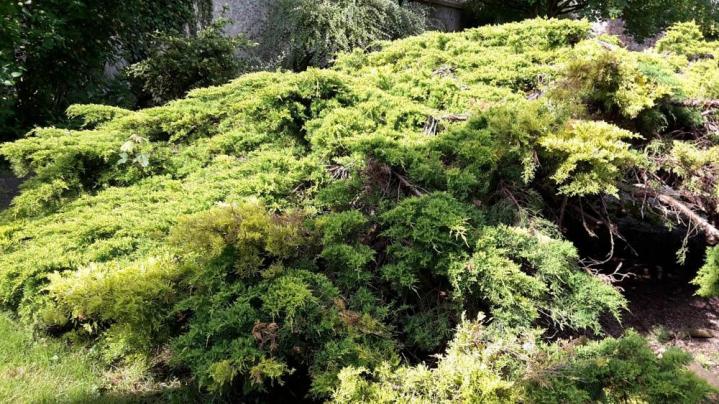 Élagage Montereau-Fault-Yonne