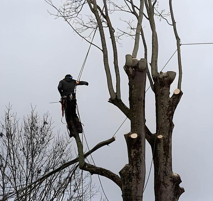 Nous vous garantissons un élagage efficace et sécurisé